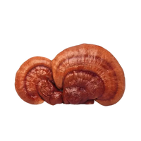 Reishi Mushroom