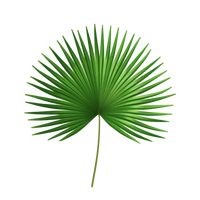 Saw Palmetto