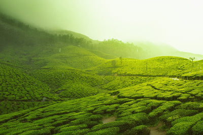 Green Tea Extract, Insulin And Androgens: The PCOS/PMOS Connection