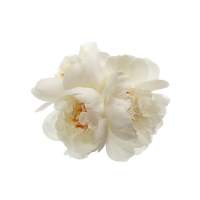 White Peony