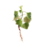 Nettle Root